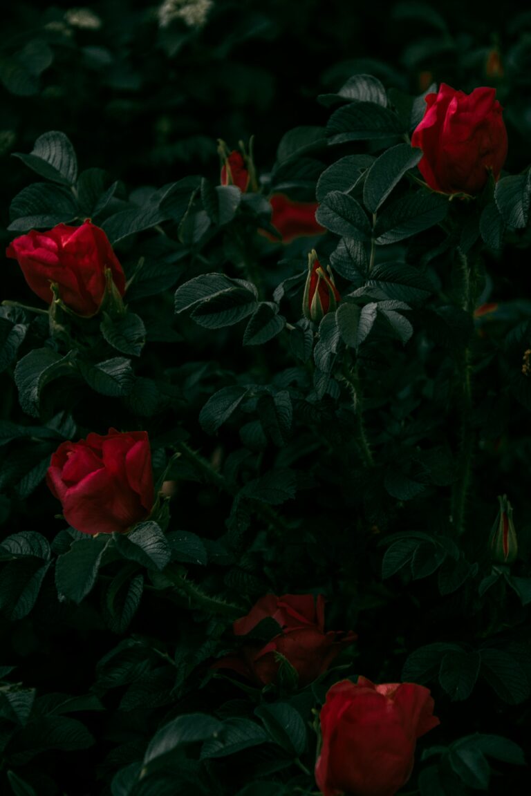 amour magie rouge